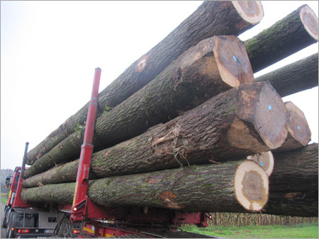 Wooden Logs