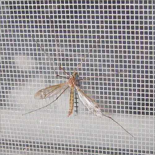 Galvanized Mosquito Mesh