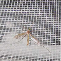 Galvanized Mosquito Mesh