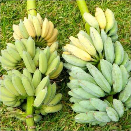 Fresh Banana