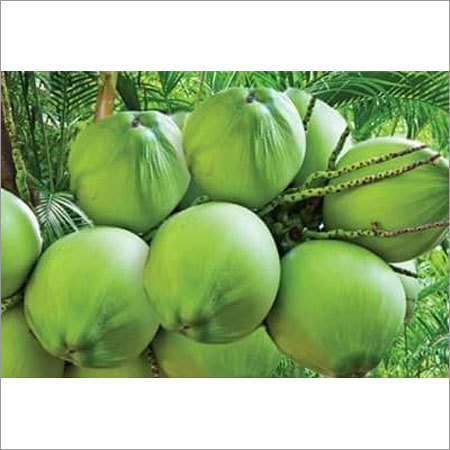 Tender Coconut