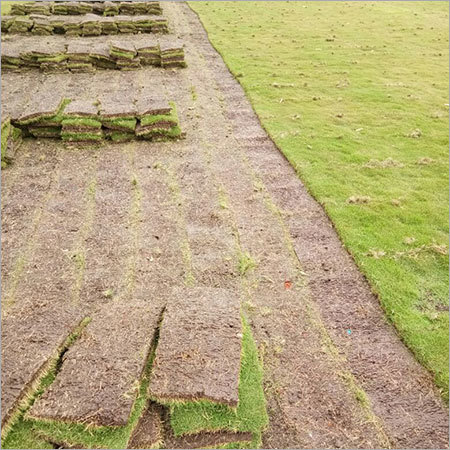 Moisture Proof Artificial Taiwan Lawn Grass