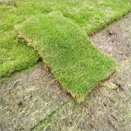 Moisture Proof Green Jumping Lawn Grass