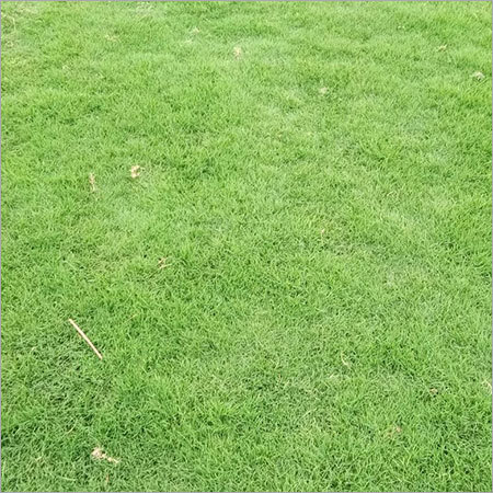 Moisture Proof Artificial Galich Lawn Grass