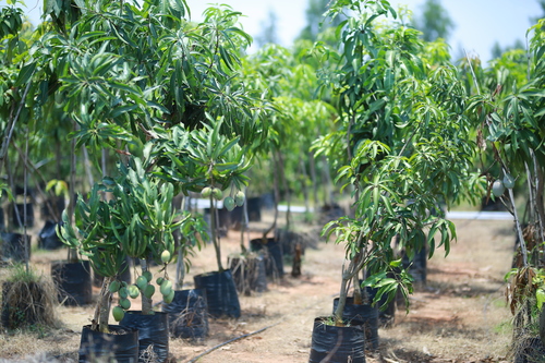mallika mango plant 4 yr old