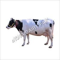 HF White Cow