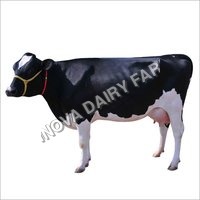 Black And White Hf Cow