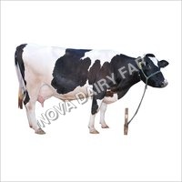 Best Quality HF Cow