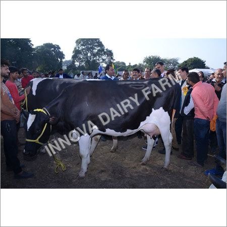 Black Hf Milking Cow