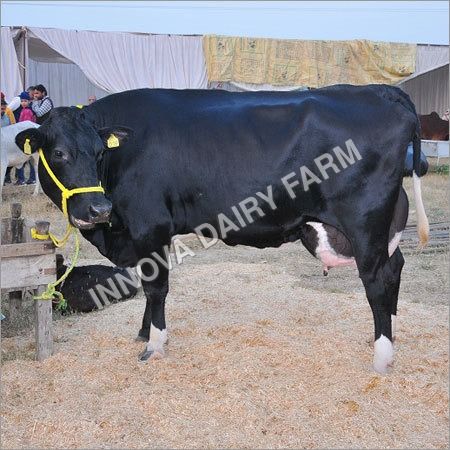 HF Heifer Cow