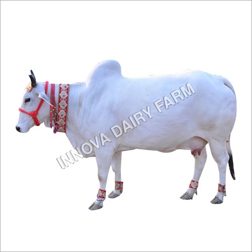 Indigenous White Cow