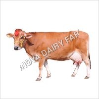Milking Jersey Cow