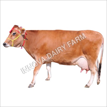 Farm Jersey Cow