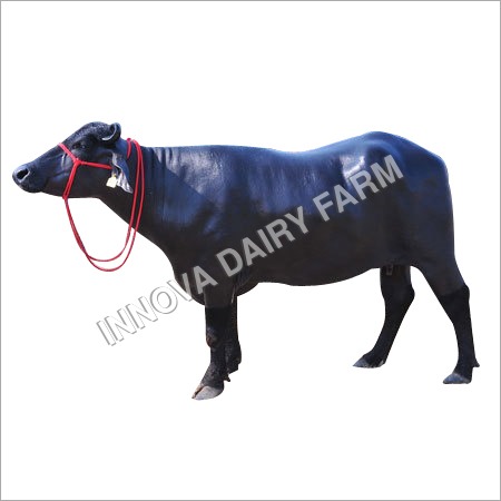 Dairy Murrah Buffalo