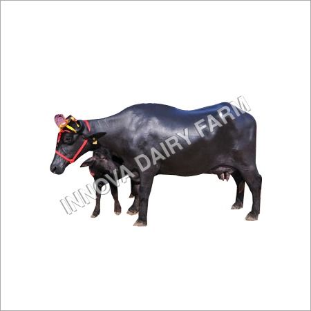 High Grade Murrah Buffalo