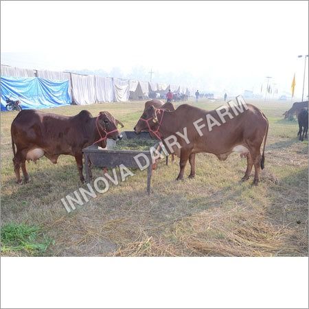 Sahiwal Cows