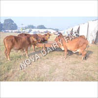 Livestock Sahiwal Cow