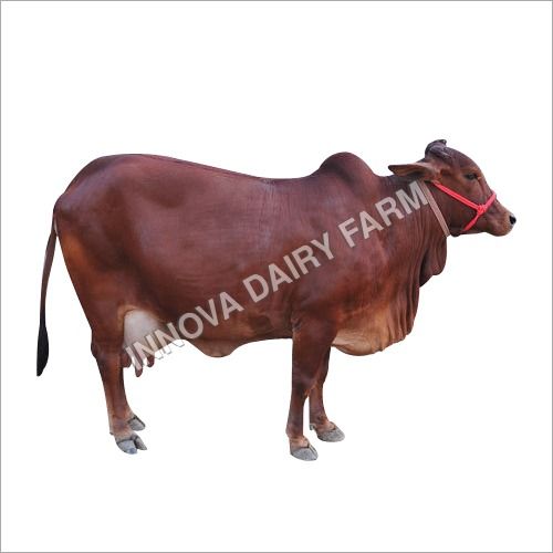 Red Sahiwal Cow