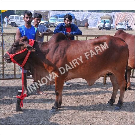 Heifer Sahiwal Cow