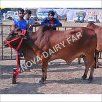 Heifer Sahiwal Cow