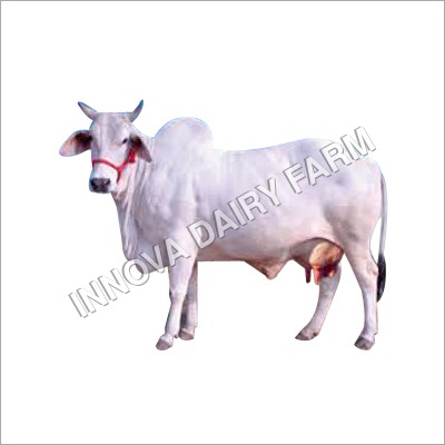 Tharparkar Breed Cow