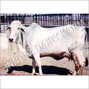 Black Tharparkar White Cows