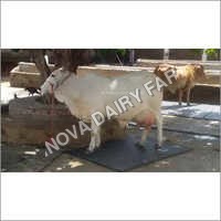 Tharparkar Cows