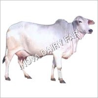 Livestock Tharparkar Cows