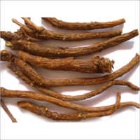 Scutellaria Root Extract Dry Place