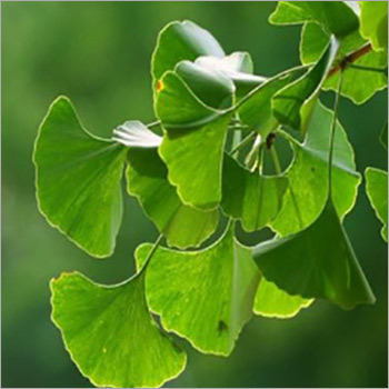 Ginkgo Leaf Extract