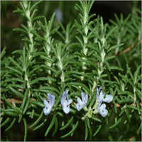 Rosemary Plant Extract