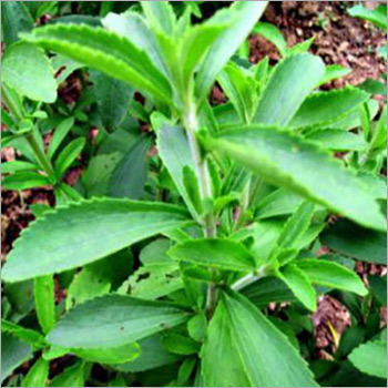 Stevia Extract - Cold-Pressed Leaf Powder, 200 Times Sweeter Natural Sweetener with Anti-Cancer Properties