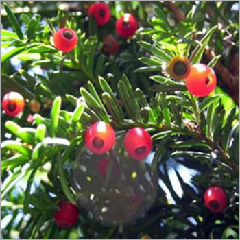 Taxus Baccata Extract