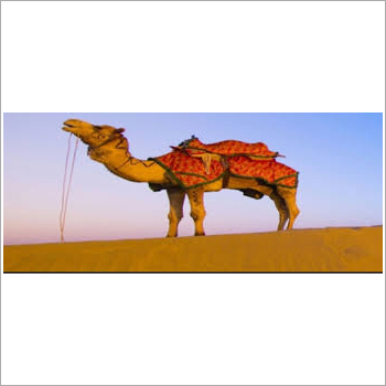 Rajasthan Tour Package Services