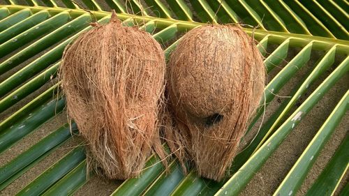 Semi Husked Coconut Semi Husked Coconut