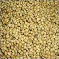 Coriander Seeds