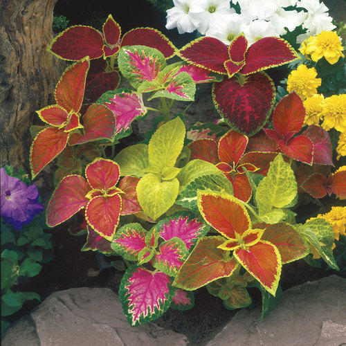 Coleus Root Free From Pestisides