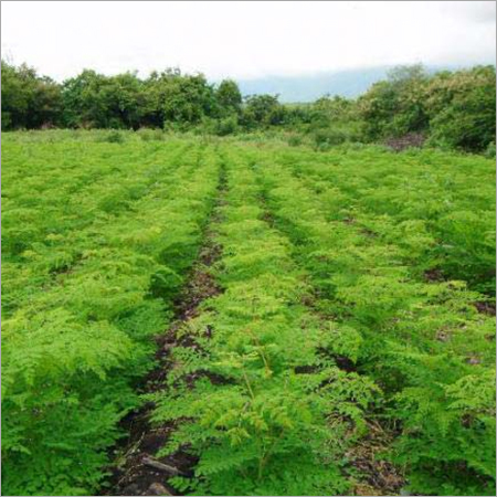Moringa Drumstick Plants By AMRITANJALI AYURVED (OPC) PRIVATE LIMITED