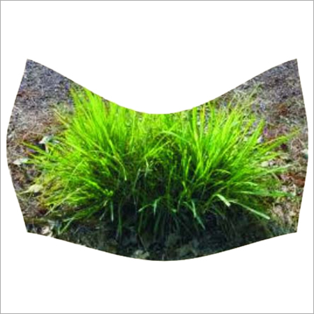 Palmarosa Grass Plant