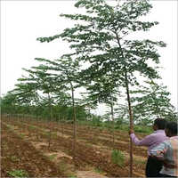 Malabar Neem Plants