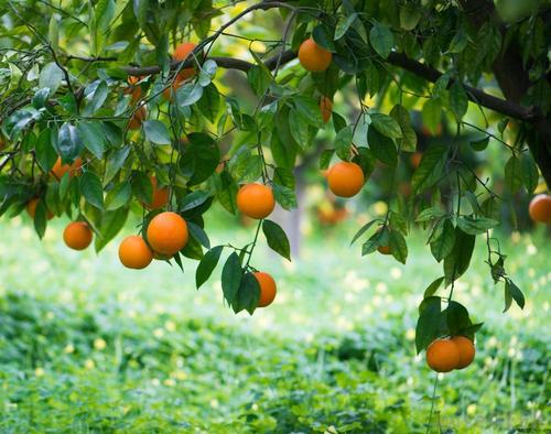 Horticulture Plants Services By AMRITANJALI AYURVED (OPC) PRIVATE LIMITED