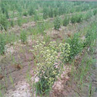 Stevia Plants Usage: Medicinal Uses