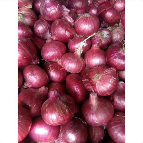 Fresh Onion