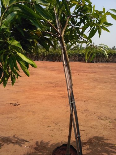 Alphonso Mango Plant