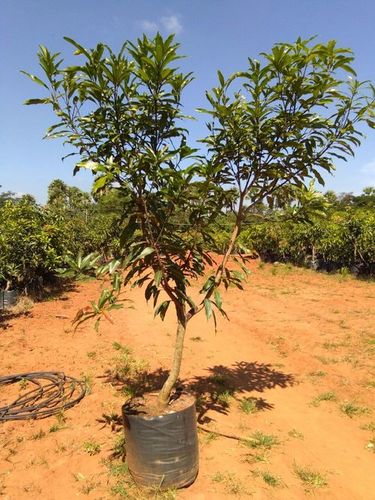 Imam Pasand Mango Plant - Manufacturer,Supplier,Exporter,Andhra Pradesh ...