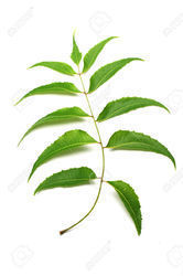 Neem Leaves Azadirachta Indica