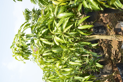 Dasheri Mango Plant - Tropical Sunlight-Fed Variety High Sweetness for Fresh Fruit & Pickle Uses