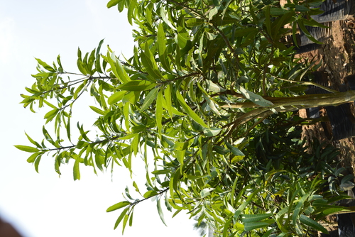 Mallika Mango Plant