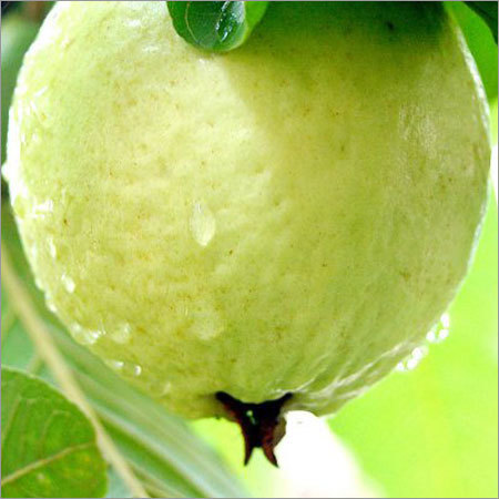 Guava Fruit