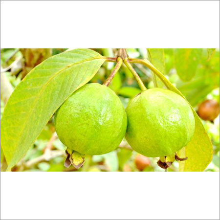 Fresh Guava